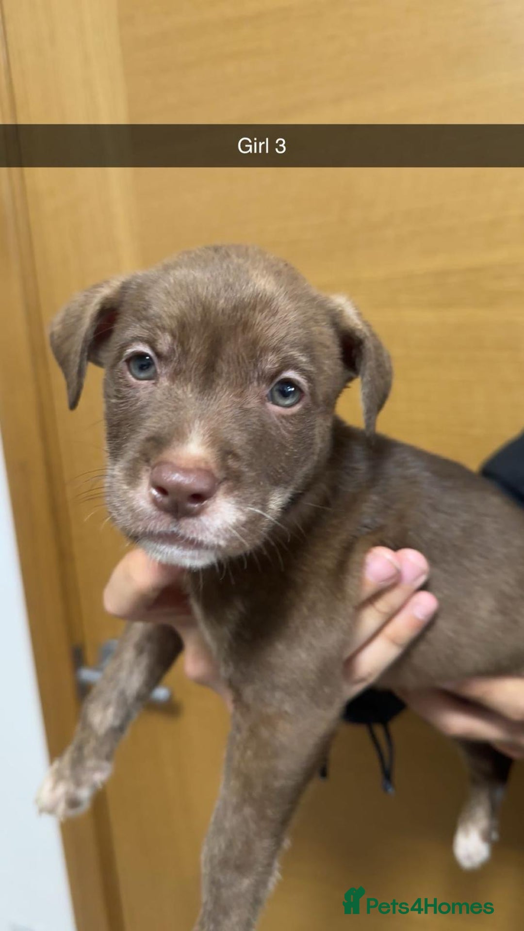 Mixed Breed dogs for sale: Puppies for sale  - Image 13