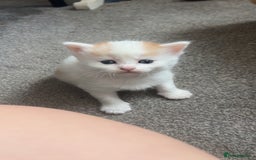 Domestic Shorthair cats for sale: Beautiful kittens ❤️❤️ - Image 11