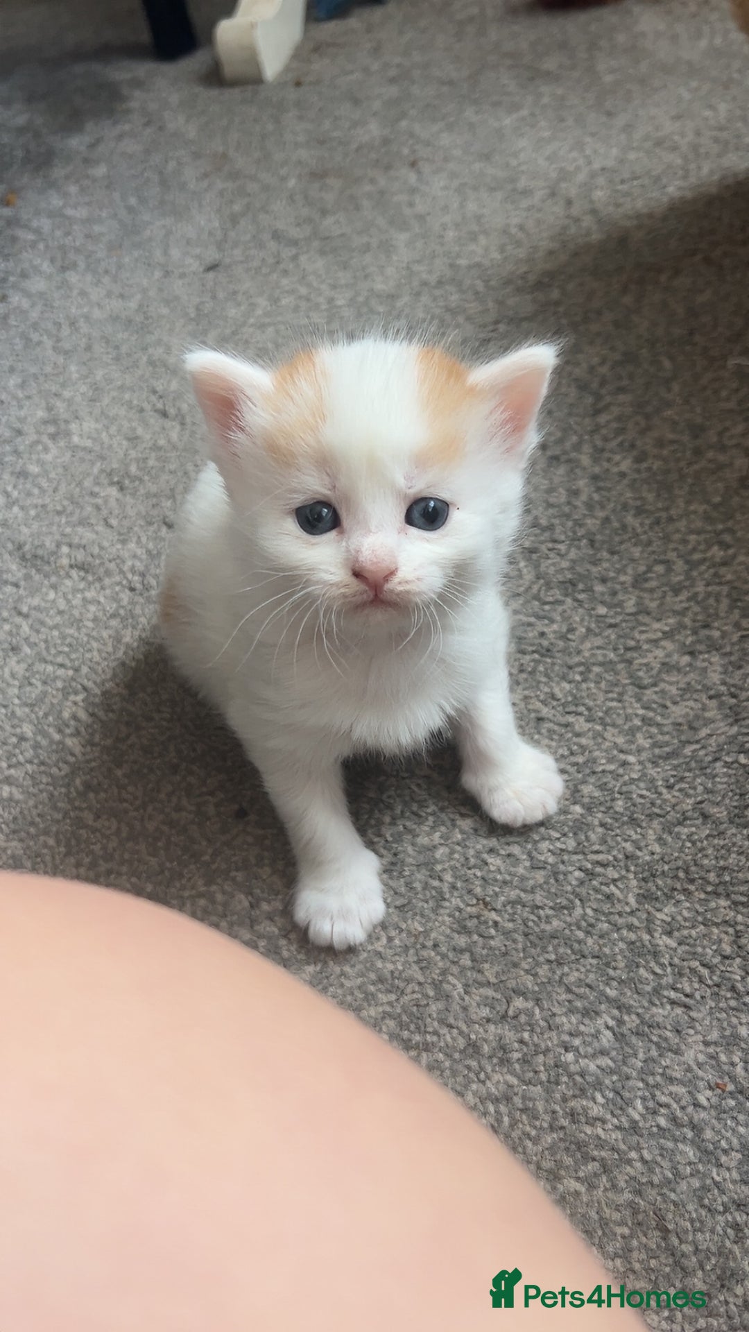 Domestic Shorthair cats for sale: Beautiful kittens ❤️❤️ - Image 11