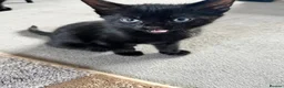 Mixed Breed cats for sale: 3 female and 1 male kittens  - Advert 6