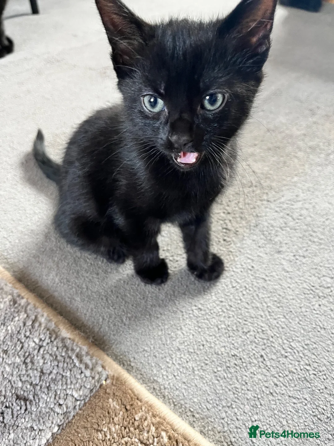 Mixed Breed cats for sale: 3 female and 1 male kittens  - Advert 6