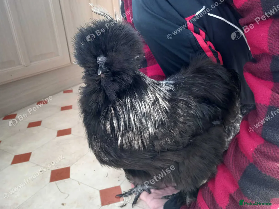 Chickens poultry for sale: USA Silkie Cockerels Roosters - Advert 3