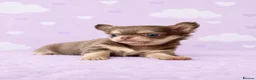 Chihuahua dogs for sale: Exceptional Pups Available to a Loving Forever 🏡  - Advert 3