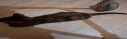 Mixed Breed cats for sale: Lovely kittens - Advert 4