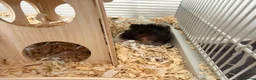 Hamster rodents for sale: Syrian Hamster with cage and supplies - Advert 3