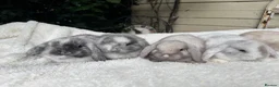 Mini Lop rabbits for sale: Pedigree mini lops  - Advert 4