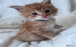 Maine Coon cats for sale: Maine coon kitten  - Image 16