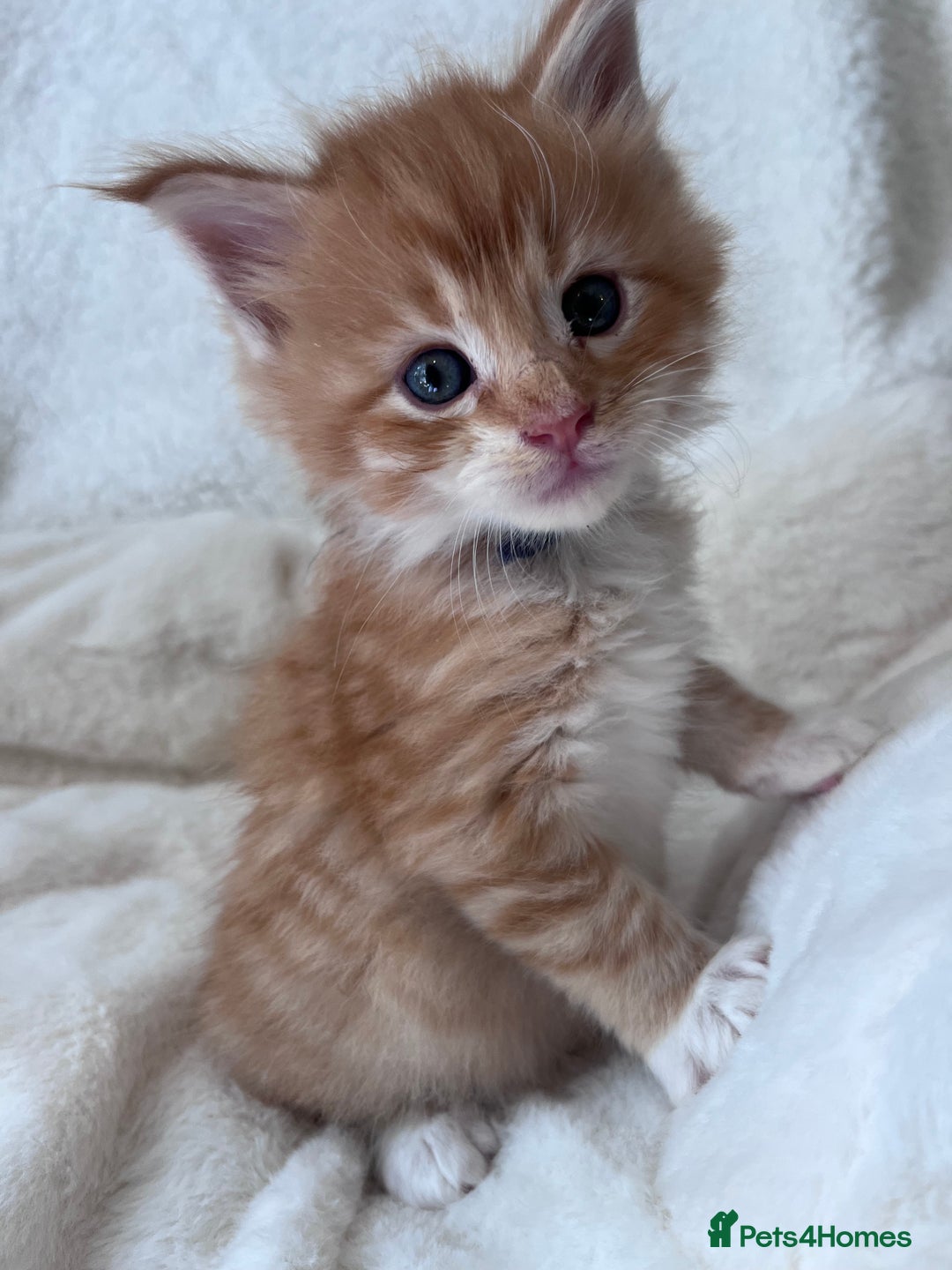 Maine Coon cats for sale: Maine coon kitten  - Image 16