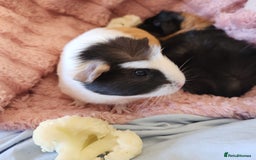 Guinea Pig rodents for sale: Female Guinea Pair  - Image 3