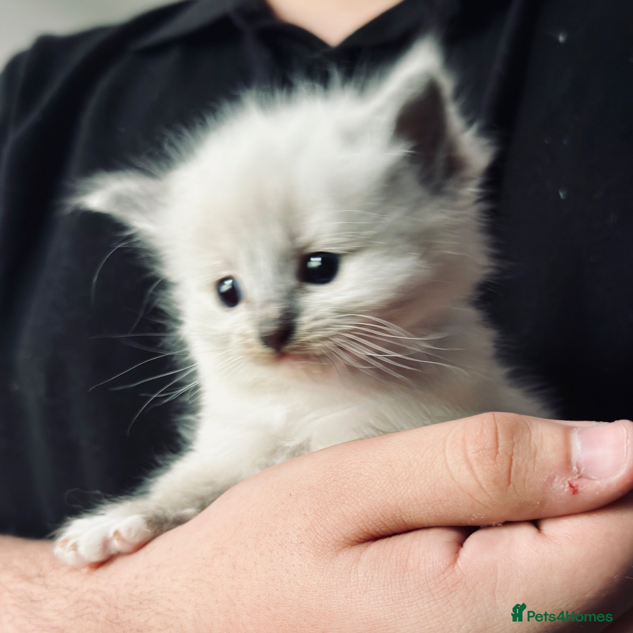 Ragdoll cats for sale: Gorgeous Blue Point purebred Ragdoll Kittens - Advert 6