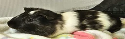 Guinea Pig rodents for sale: 2 Bonded Male Guinea Pigs looking for forever home - Advert 3