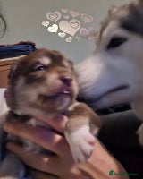 Siberian Husky dogs - Advert 11