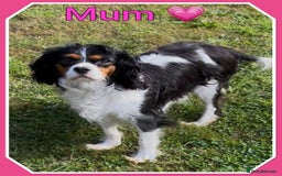Cavalier King Charles Spaniel dogs for sale: 🐾 ADORABLE CAVALIER KING CHARLES SPANIEL PUPPIES  - Image 3