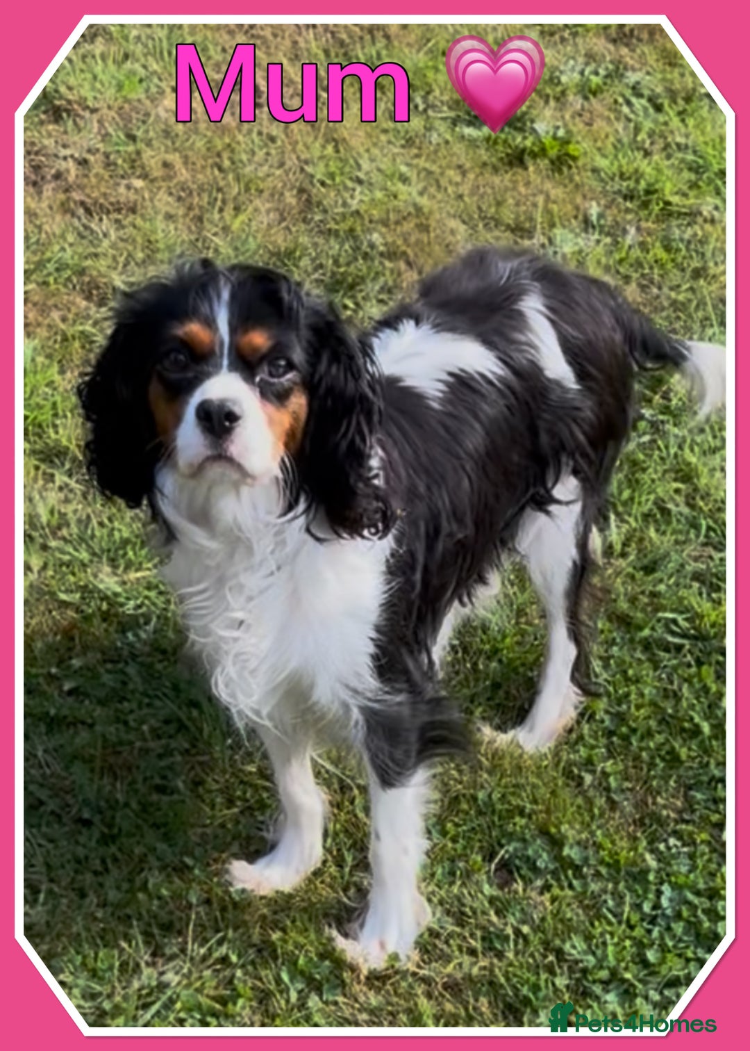 Cavalier King Charles Spaniel dogs for sale: 🐾 ADORABLE CAVALIER KING CHARLES SPANIEL PUPPIES  - Image 3