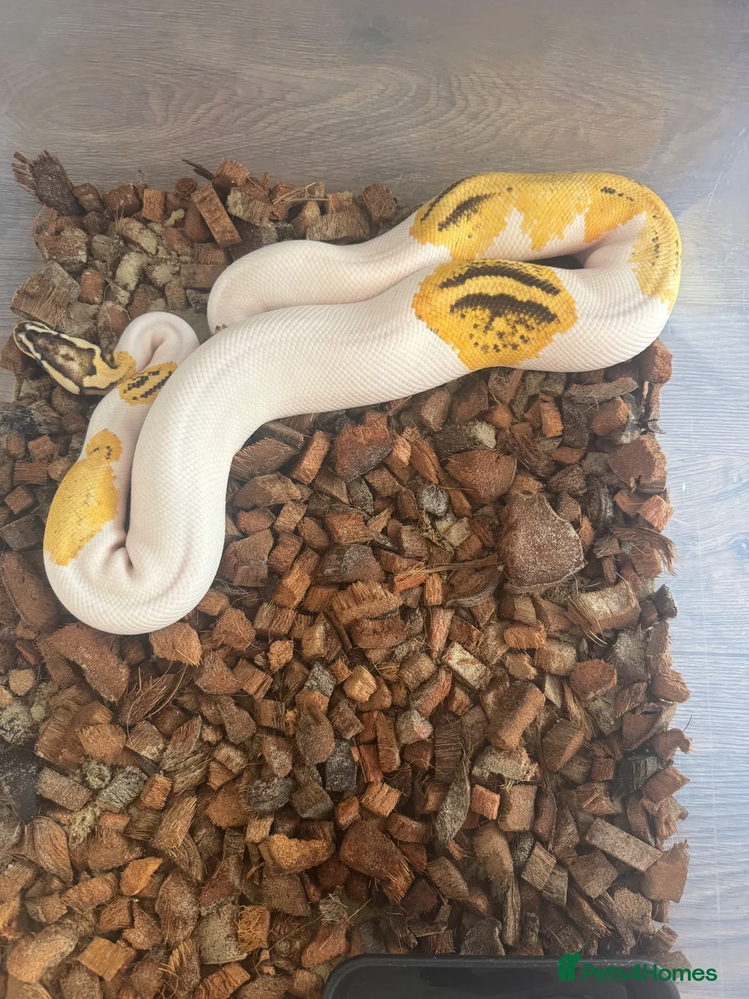 Python Snake reptiles for sale: Fire,pastel,orange dream,pied  - Advert 12