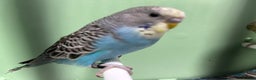 Budgerigars birds for sale: Budgies for Sale, all in good health  - Advert 10