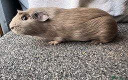Guinea Pig rodents for sale: Baby guinea pigs - pet and show quality - Image 2