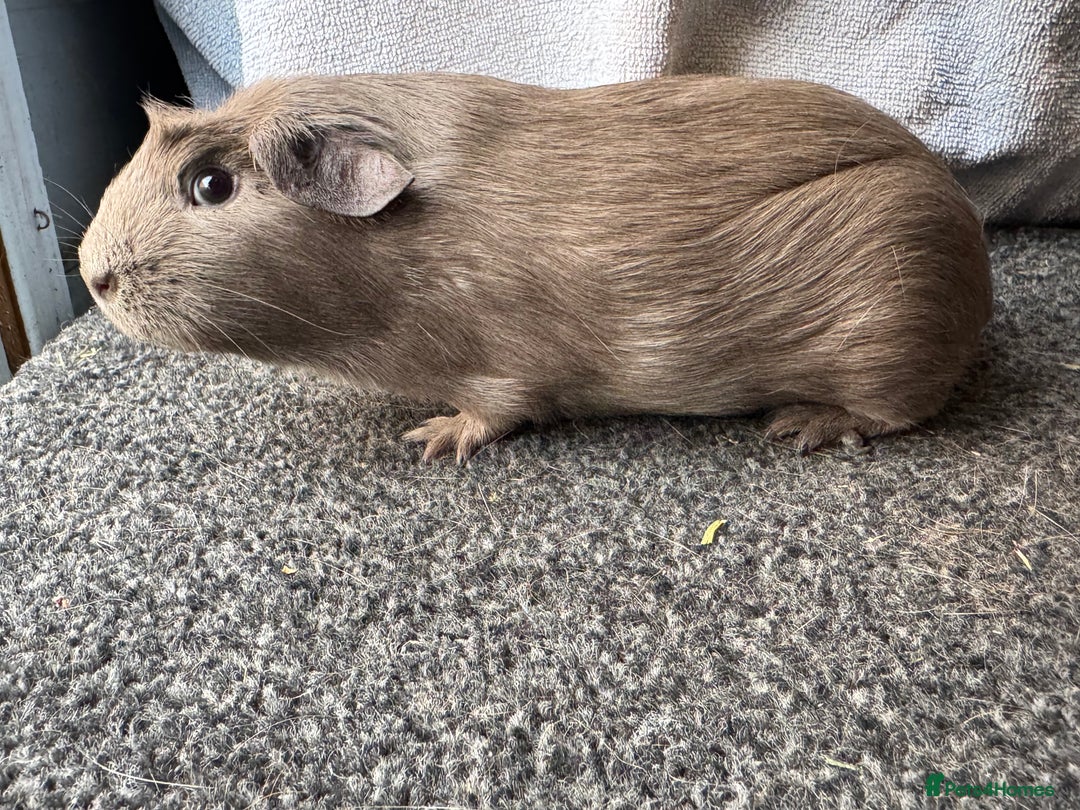 Guinea Pig rodents for sale: Baby guinea pigs - pet and show quality - Image 2