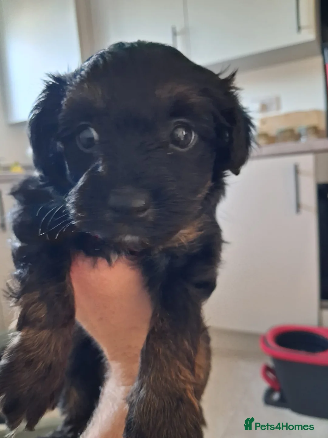 Yorkiepoo dogs for sale: Yorkiepoos  - Advert 2