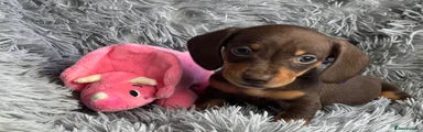 Miniature Dachshund 2