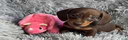 Miniature Dachshund dogs for sale: KC reg, PRA Clear Beautiful Natured Pups - Advert 38