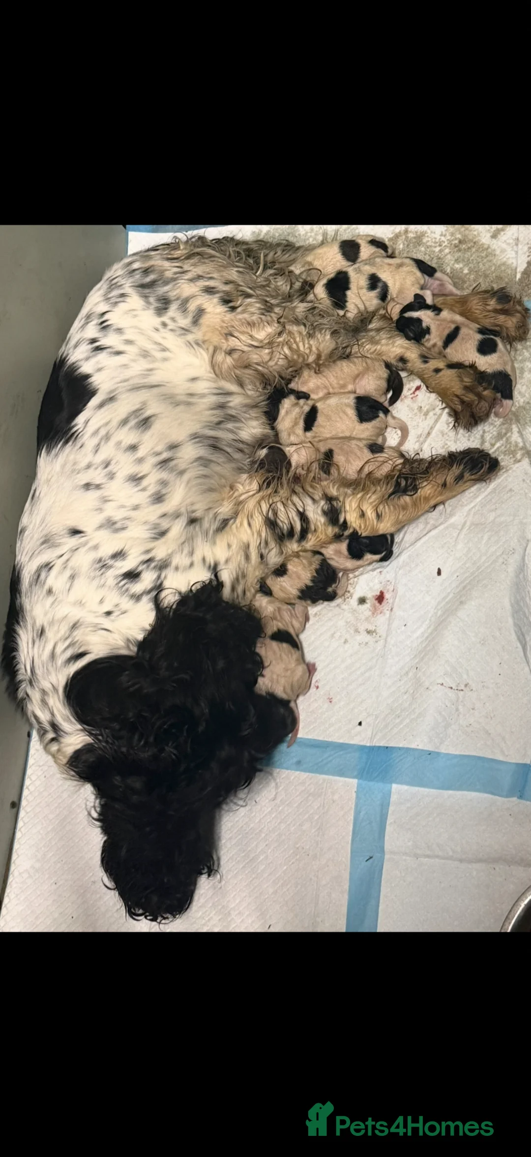 Sproodle dogs for sale: Sproodle puppies for sale  - Advert 9