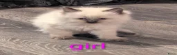 Ragcoon cats for sale: Ragdoll X Maine coon (ragcoon) in Dundee - Advert 2