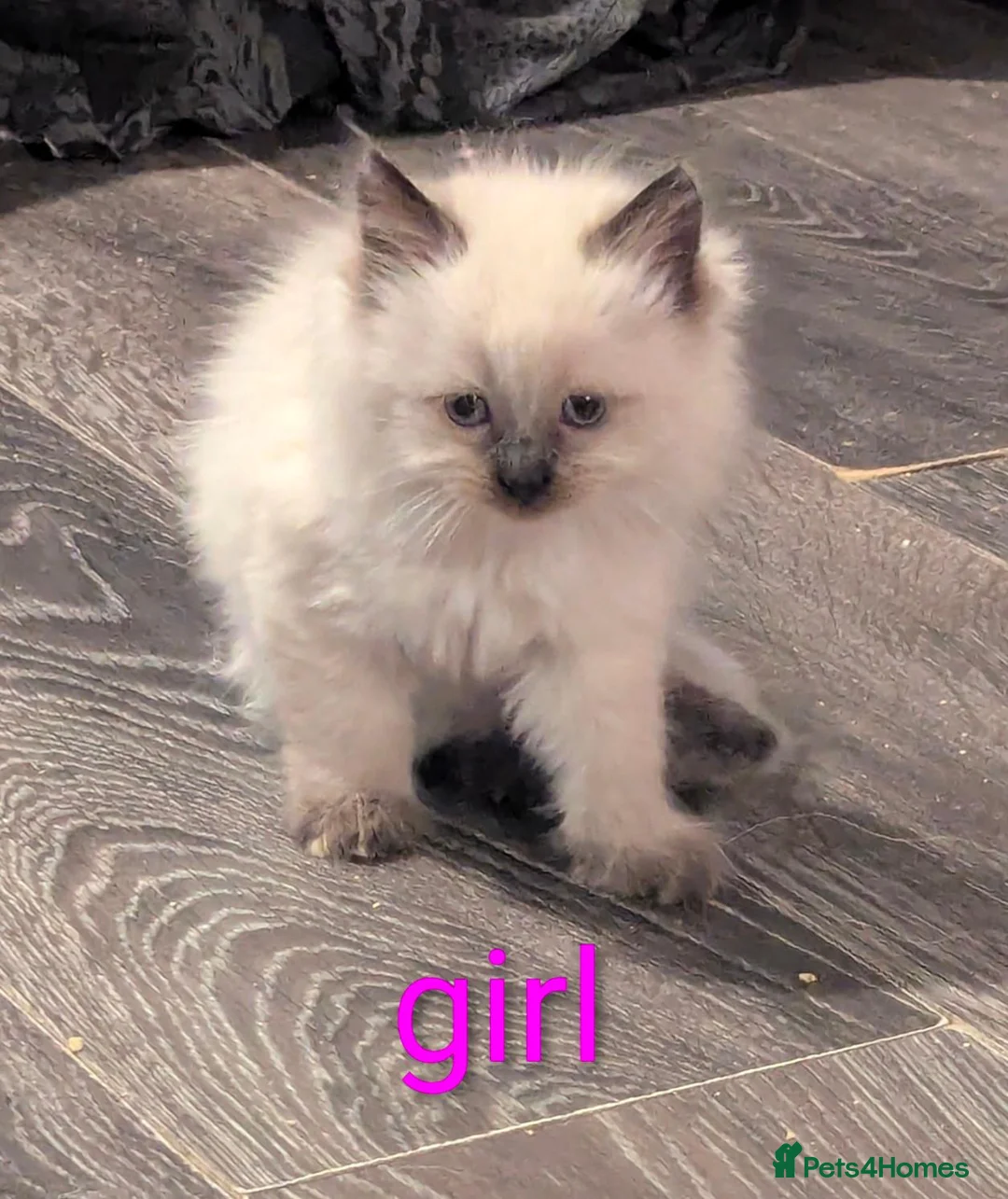 Ragcoon cats for sale: Ragdoll X Maine coon (ragcoon) in Dundee - Advert 2