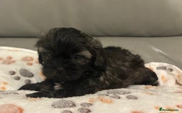 Shihpoo dogs for sale: 2 beautiful girl Shi poo puppies  - Advert 2