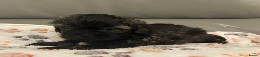 Nella Shihpoo Puppy 2