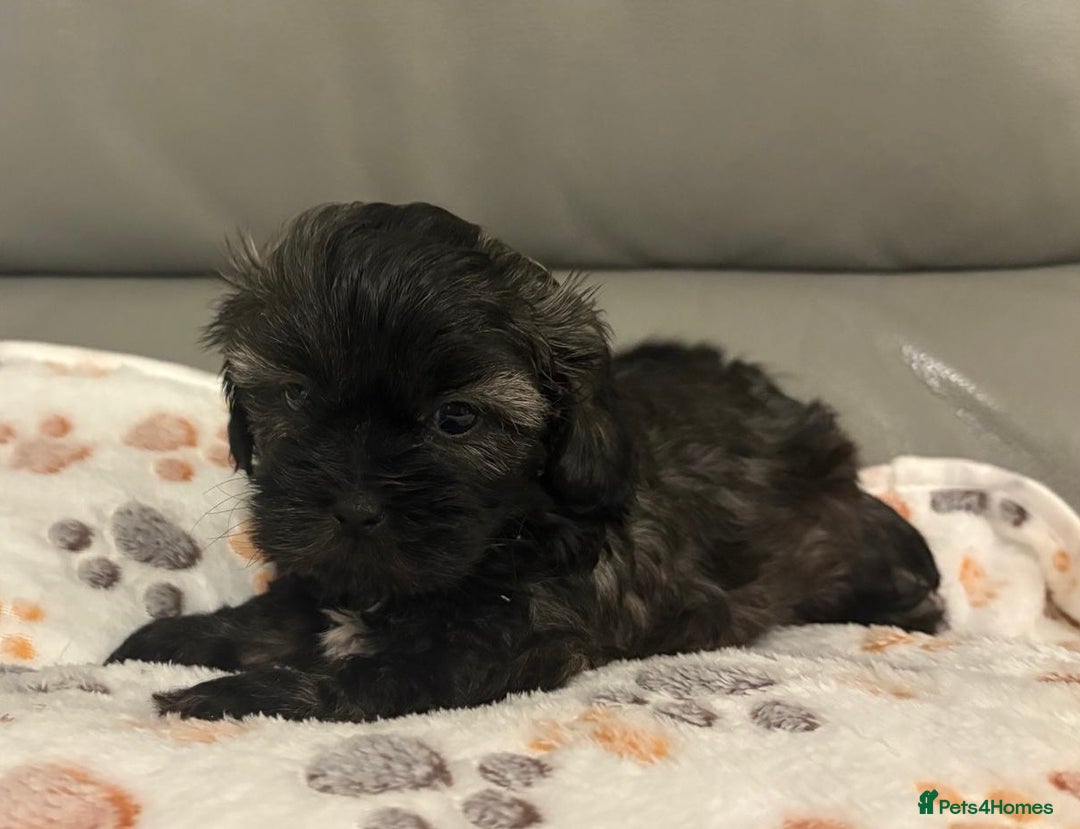 Shihpoo dogs for sale: 2 beautiful girl Shi poo puppies  - Advert 2