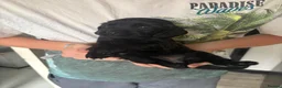 Cocker Spaniel dogs for sale: Beautiful cocker spaniel puppies - Advert 12
