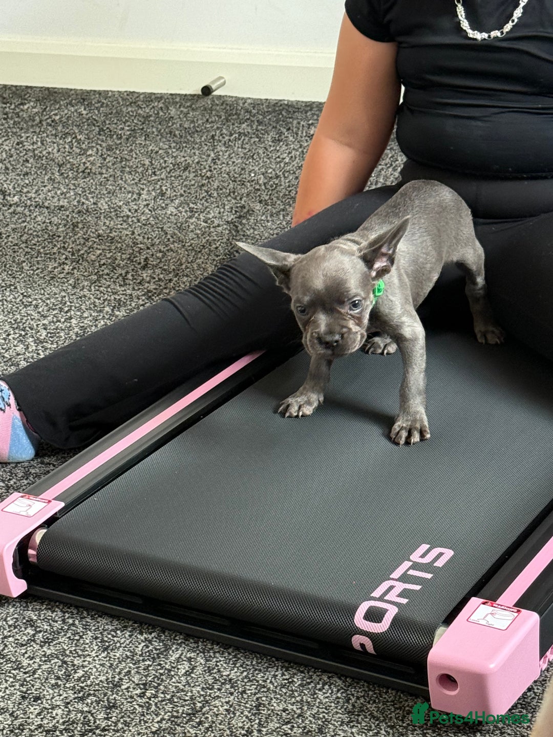 French Bulldog dogs for sale: Last frenchie puppy  - Image 3