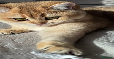 British Shorthair cats in Basildon - Advert 14