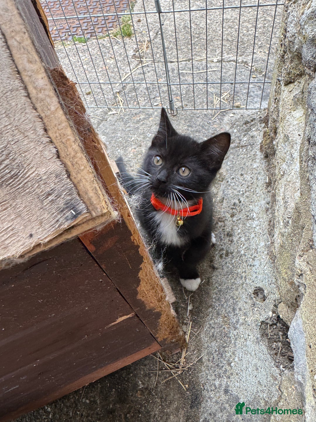 Mixed Breed cats for sale: Only boy left  - Image 1