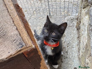 Mixed Breed cats - Advert 12