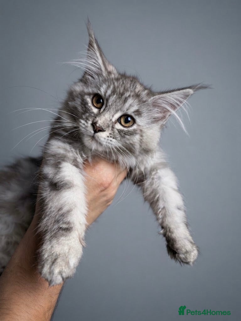 Maine Coon cats Active TICA Maine Coon Silver female - Advert 1