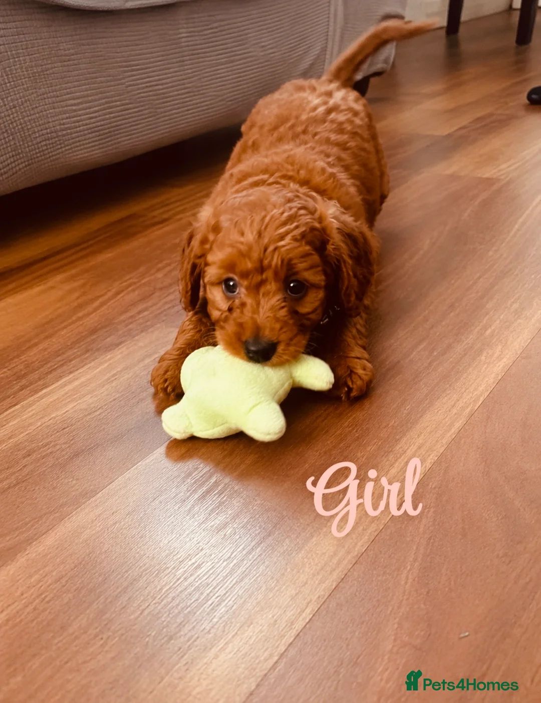 Cockapoo dogs for sale:  1200 REDUCED !!!!!READY FOR  HOME,LAST 💙❤️ - Advert 2