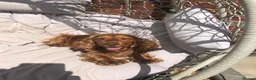 Cocker Spaniel dogs for sale: Stunning Rare Dark Red show cocker spaniel puppies - Advert 2