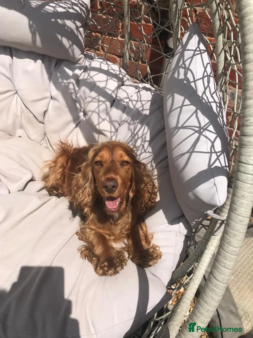 Cocker Spaniel dogs for sale: Stunning Rare Dark Red show cocker spaniel puppies - Advert 2