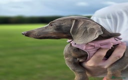 Miniature Dachshund dogs for sale: Hi meet Poppy she's a very petite Dachshund puppy in Warrington - Image 3