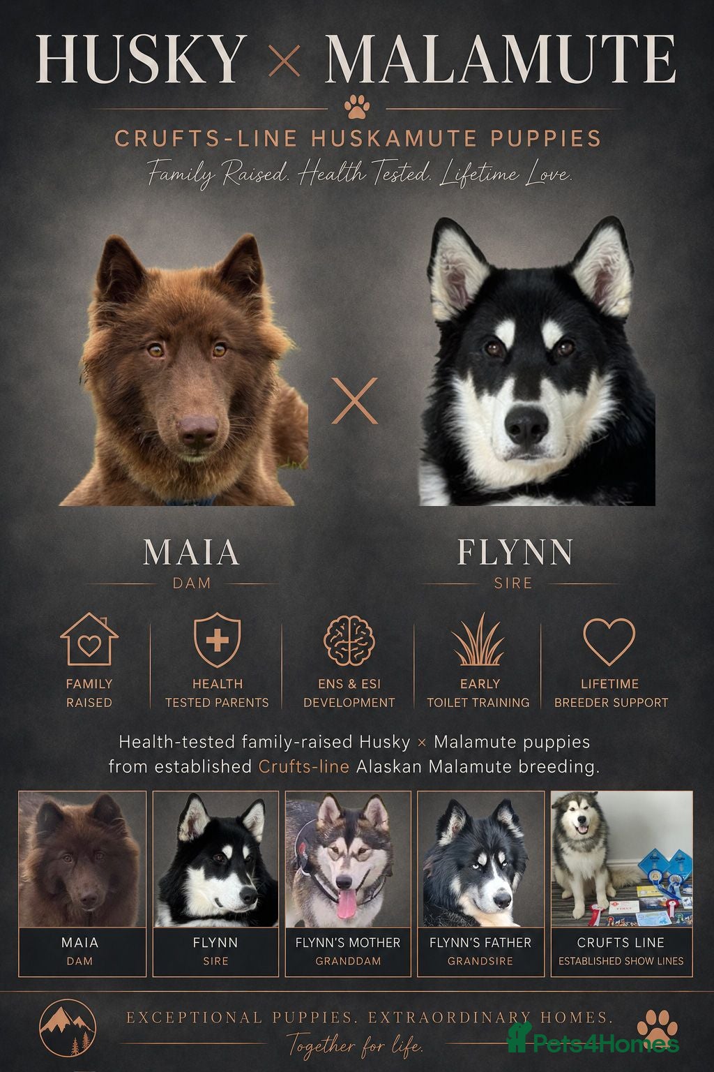 Utonagan dogs Crufts Line Husky x Malamute - Health tested 🐾 - Advert 1