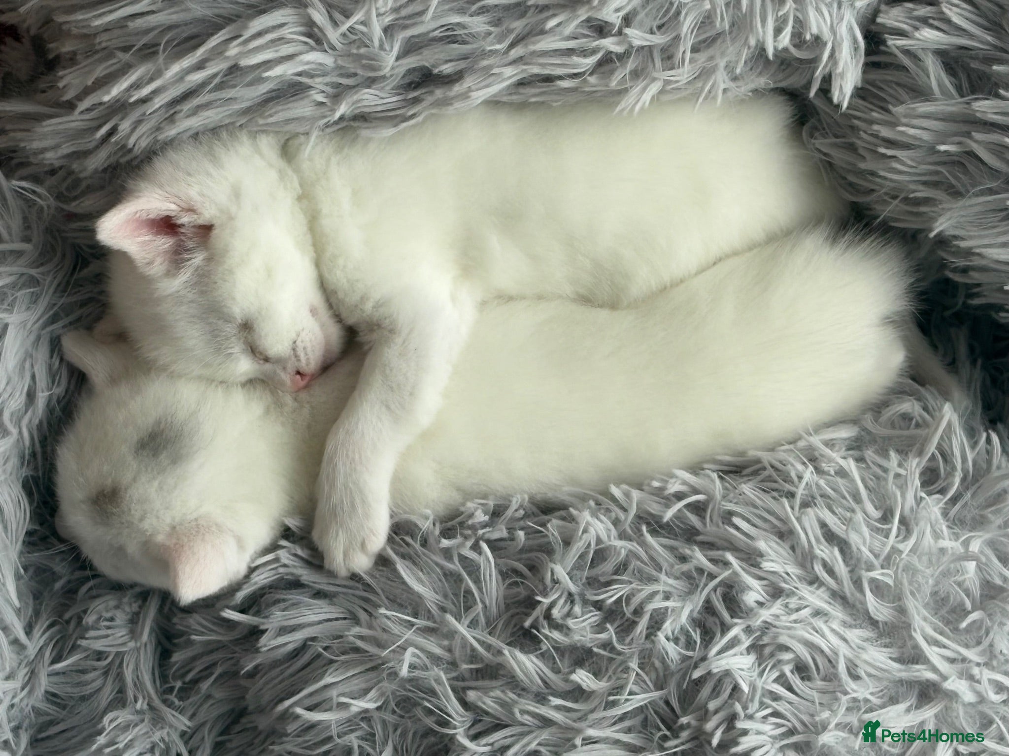 Mixed Breed cats White kittens  - Advert 8
