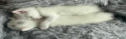 Mixed Breed cats for sale: White kittens  - Advert 1
