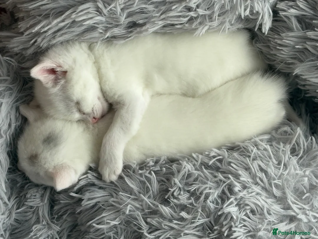Mixed Breed cats for sale: White kittens  - Advert 1