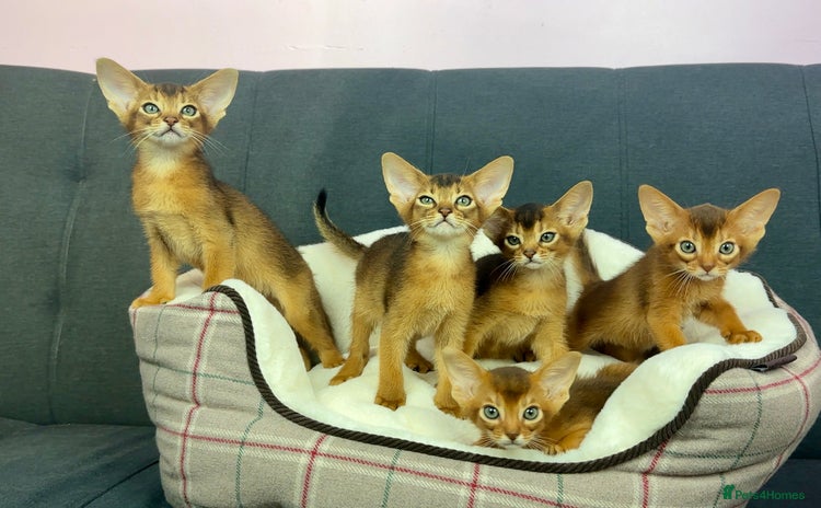Abyssinian cats - Advert 1