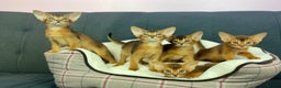 Abyssinian cats for sale: Gorgeous Abyssinian Kittens  Ready December 2025 - Advert 1