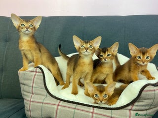 Abyssinian cats - Advert 1