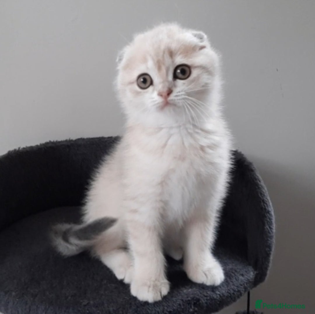 Scottish Fold cats for sale: TICA Registered Scottish Fold Two Spayed Kittens  - Image 16