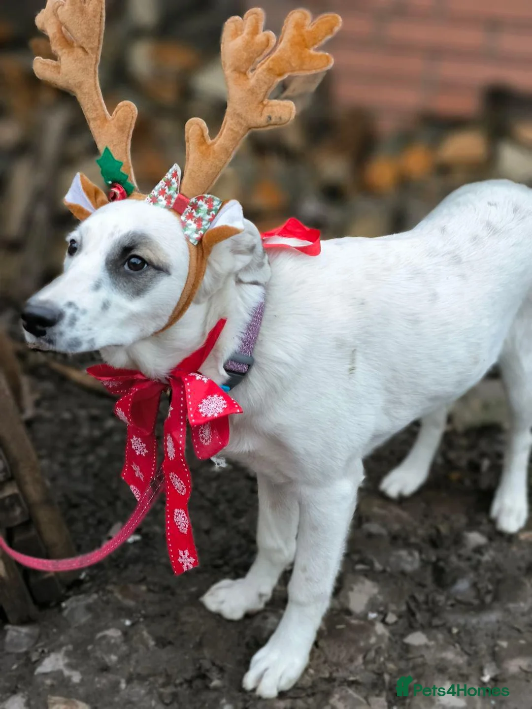 Mixed Breed dogs for adoption: ❤️PLIAMKA❤️8.5-month-old loving and playful girl in Oxford - Advert 17